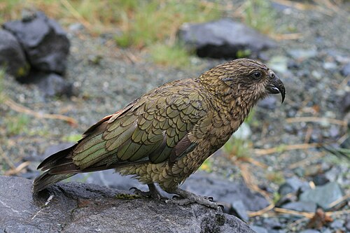 Kea -- Parrot