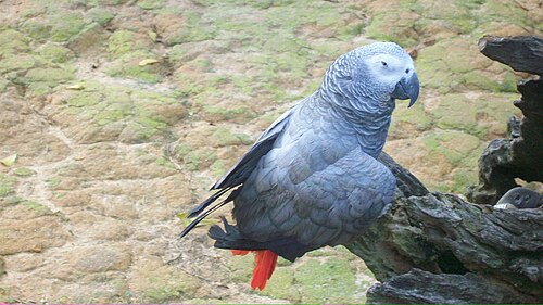 African grey parrot -- Parrot