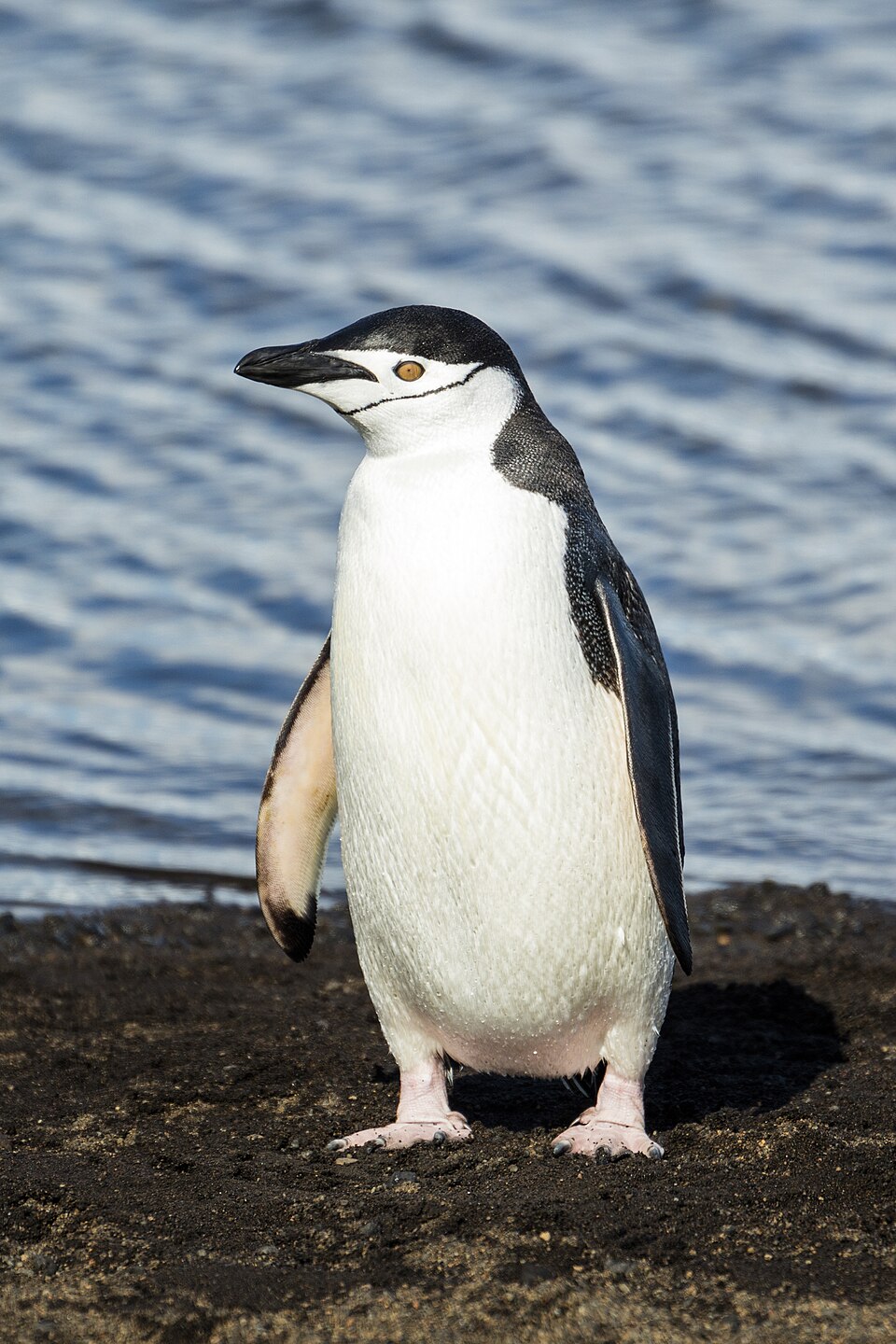 Penguin
