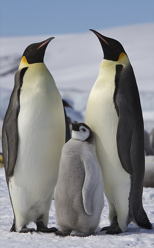 Emperor penguin -- Penguin