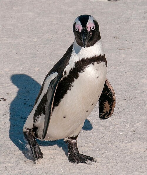 African penguin -- Penguin