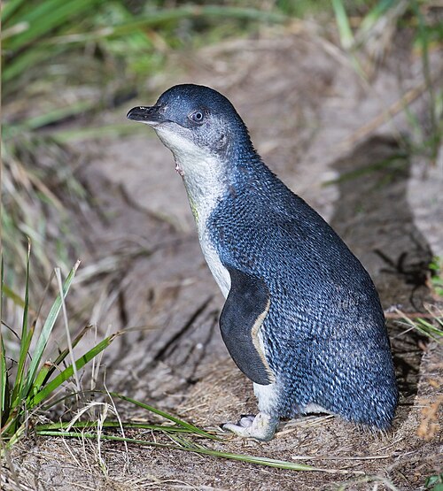 Little penguin -- Penguin