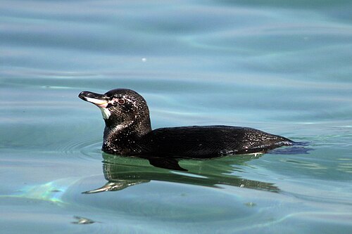 Galápagos penguin -- Penguin