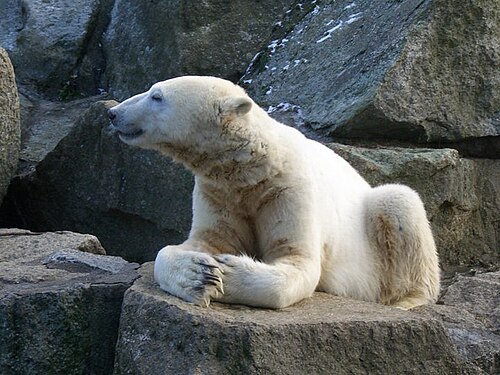 Knut (polar bear) -- Polar bear