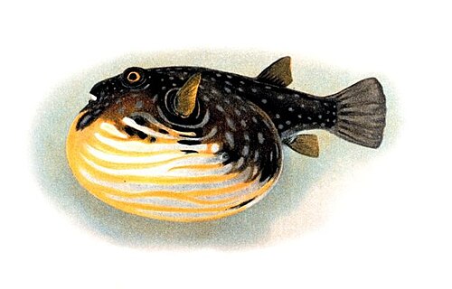 Tetraodontidae -- Pufferfish