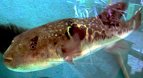 Fugu cuisine -- Pufferfish