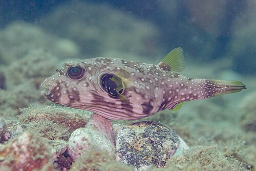 White-spotted puffer -- Pufferfish