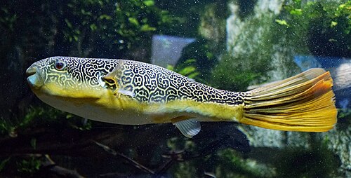 Mbu puffer -- Pufferfish