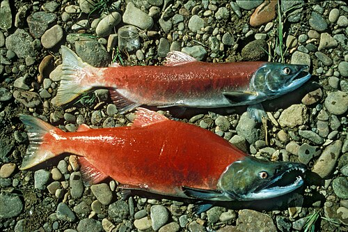 Pacific salmon -- Salmon