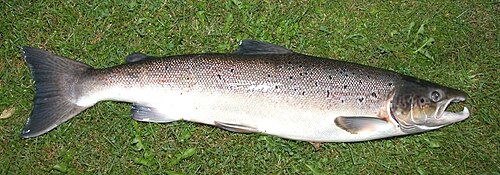 Atlantic salmon -- Salmon