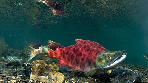 Redfish Lake sockeye -- Salmon