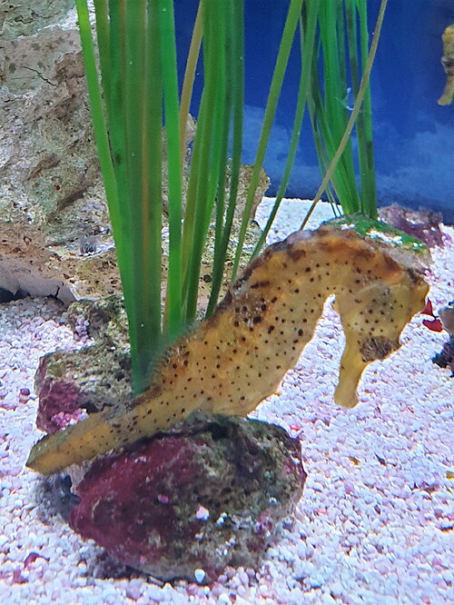 Hippocampus kuda -- Seahorse