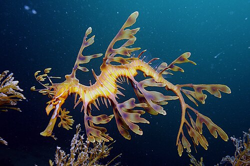 Leafy seadragon -- Seahorse