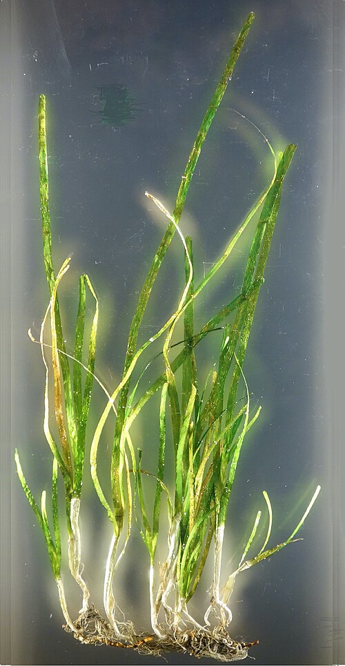 Seagrass meadows -- Seahorse