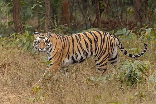 Bengal tiger -- Tiger