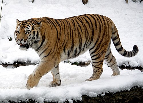 Siberian / Amur tiger -- Tiger