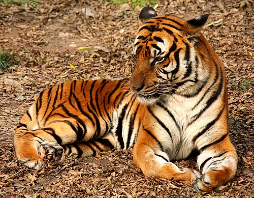 South China tiger -- Tiger