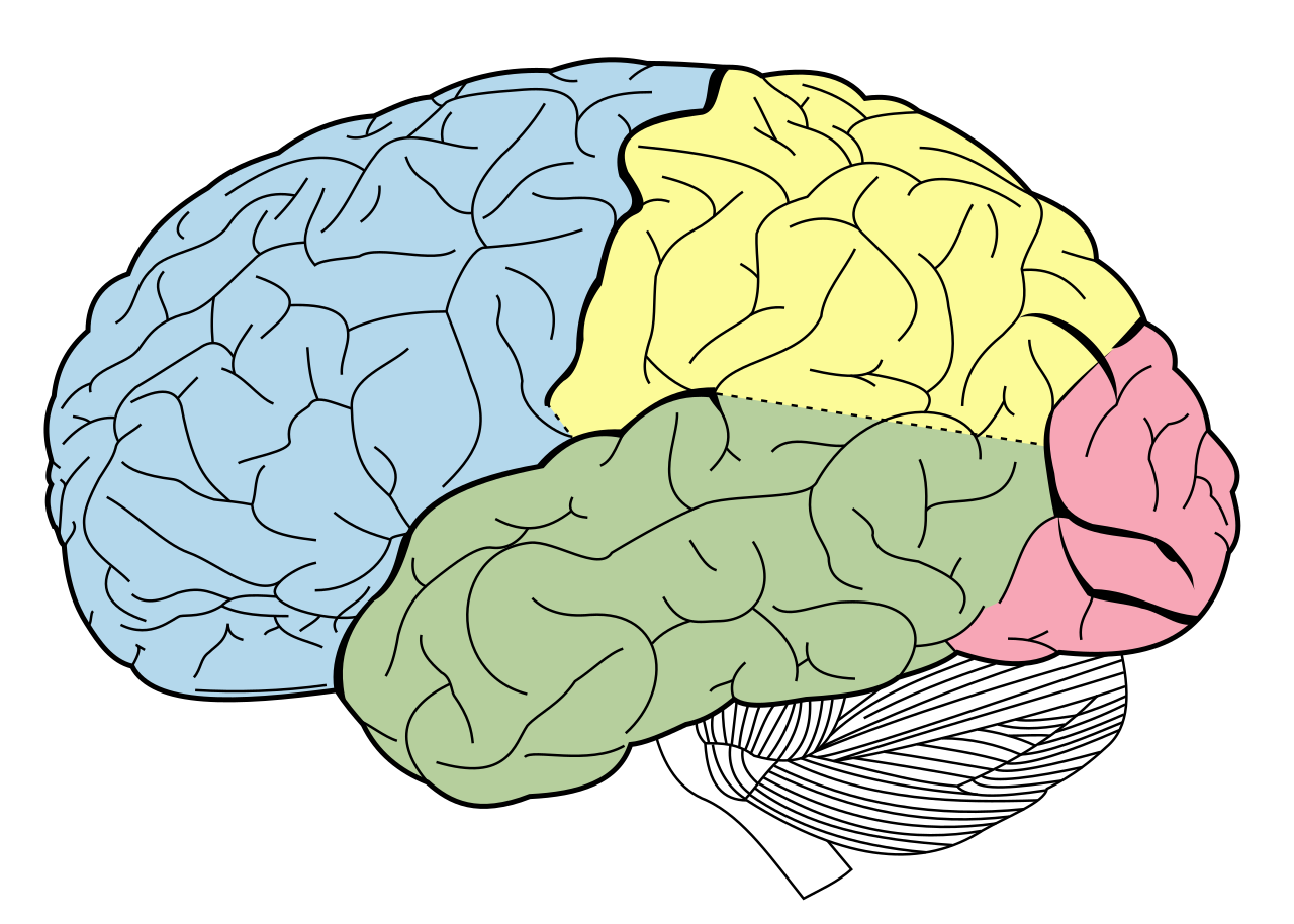 Executive Function