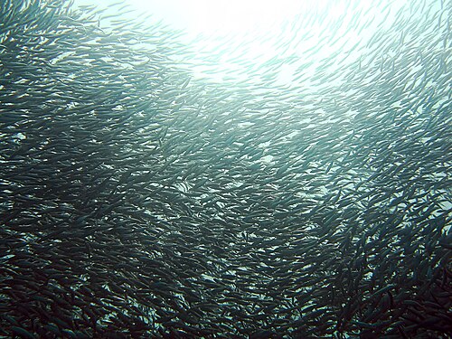 Sardines from Morocco