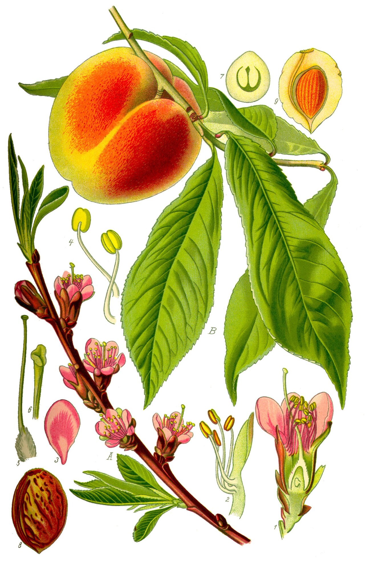 Frutal — Peach