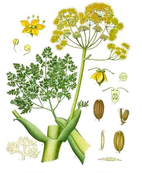 Verde — Galbanum