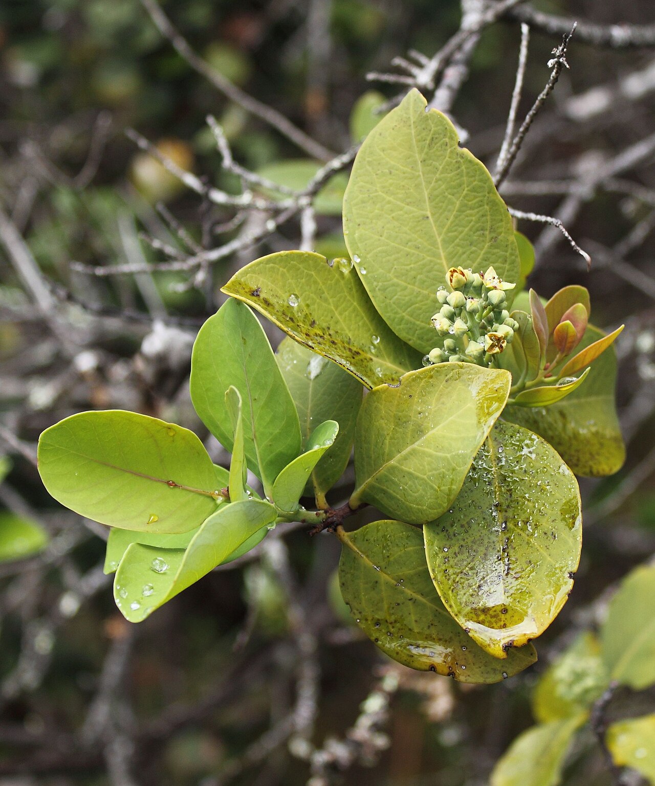 Sandalwood — Sandalwood