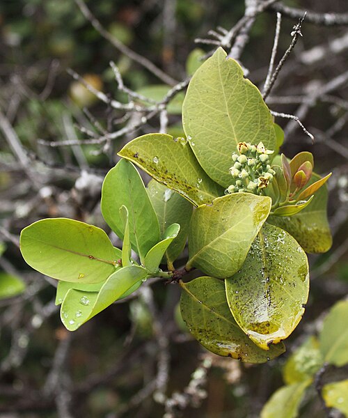 Santalum album — India