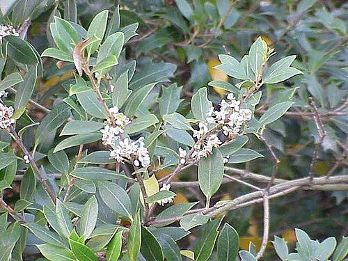 Osmanthus — China