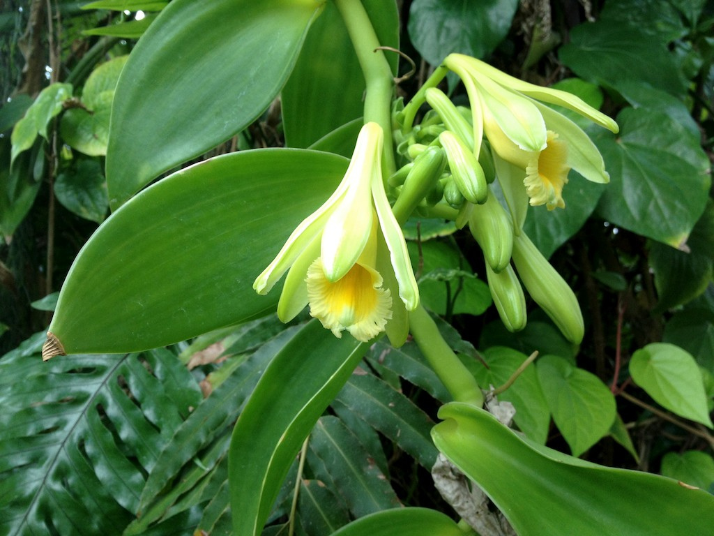 Vainilla — Vanilla