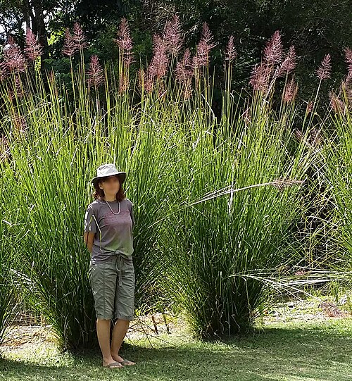 Khus tattie — India