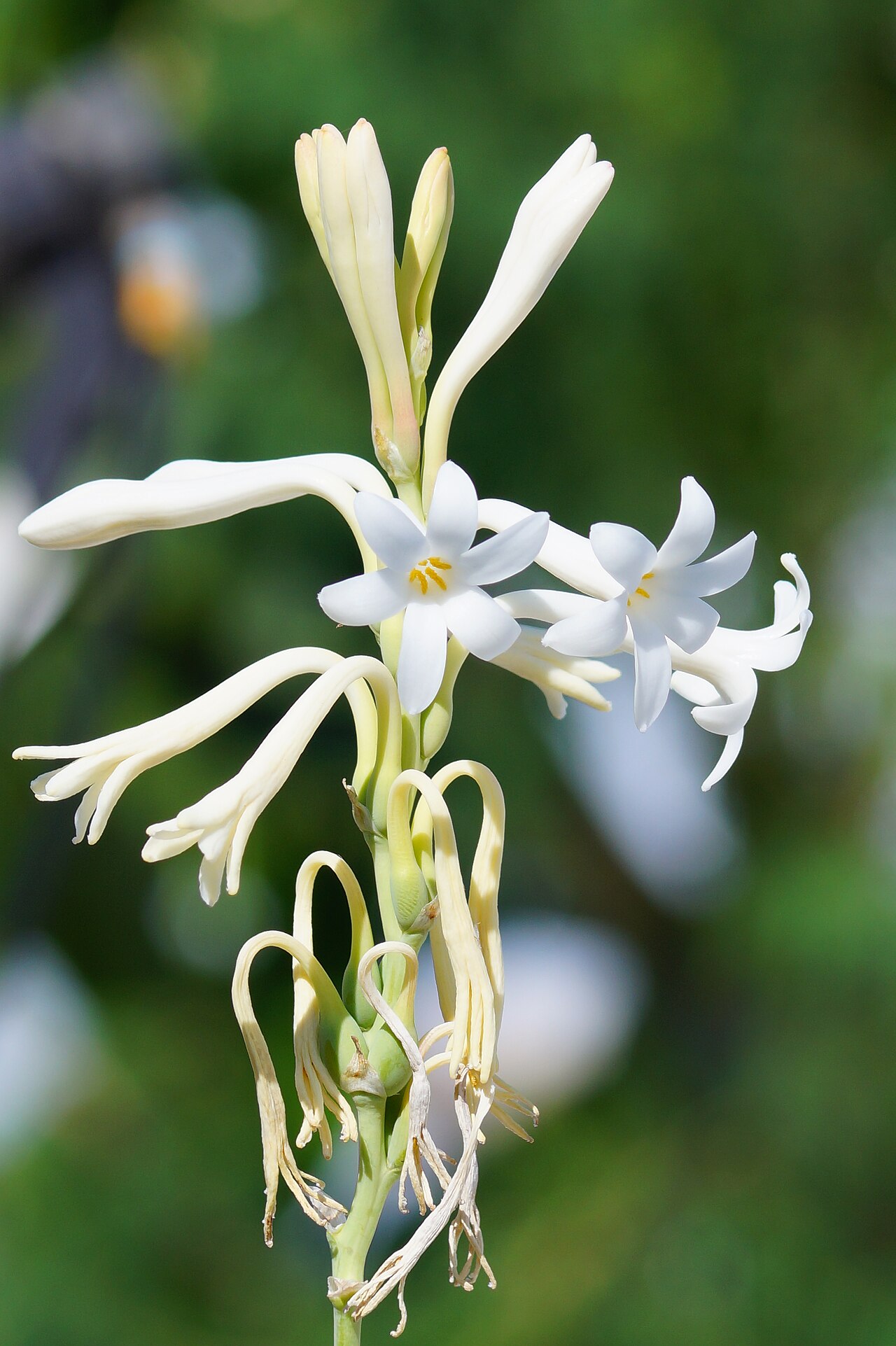 Floral blanco — Tuberose