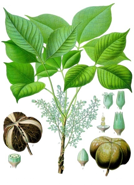 Hevea tapping