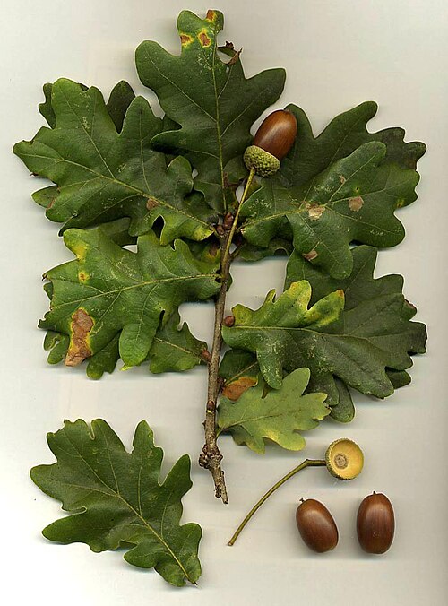 Oak ship