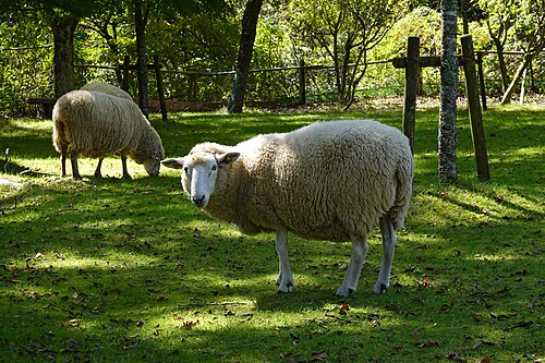 Merino ram
