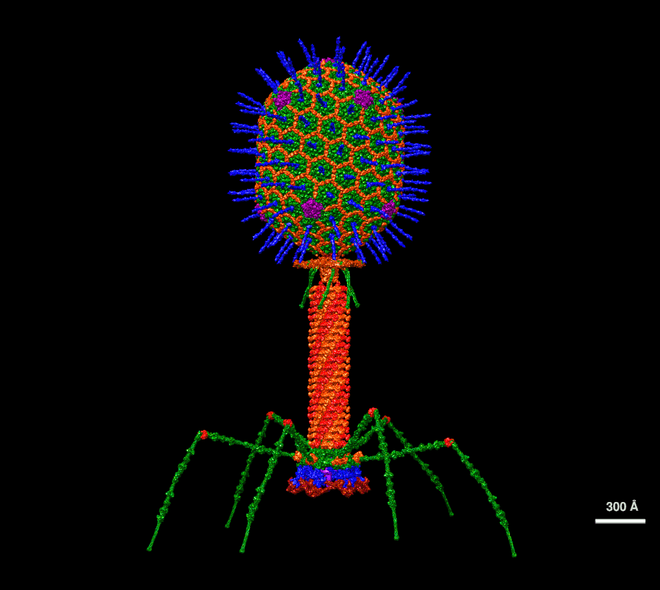 Bacteriophages
