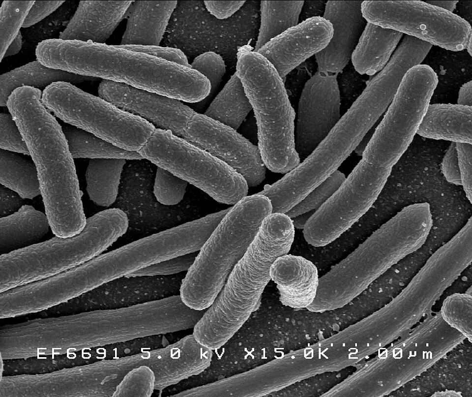 Gut microbiome