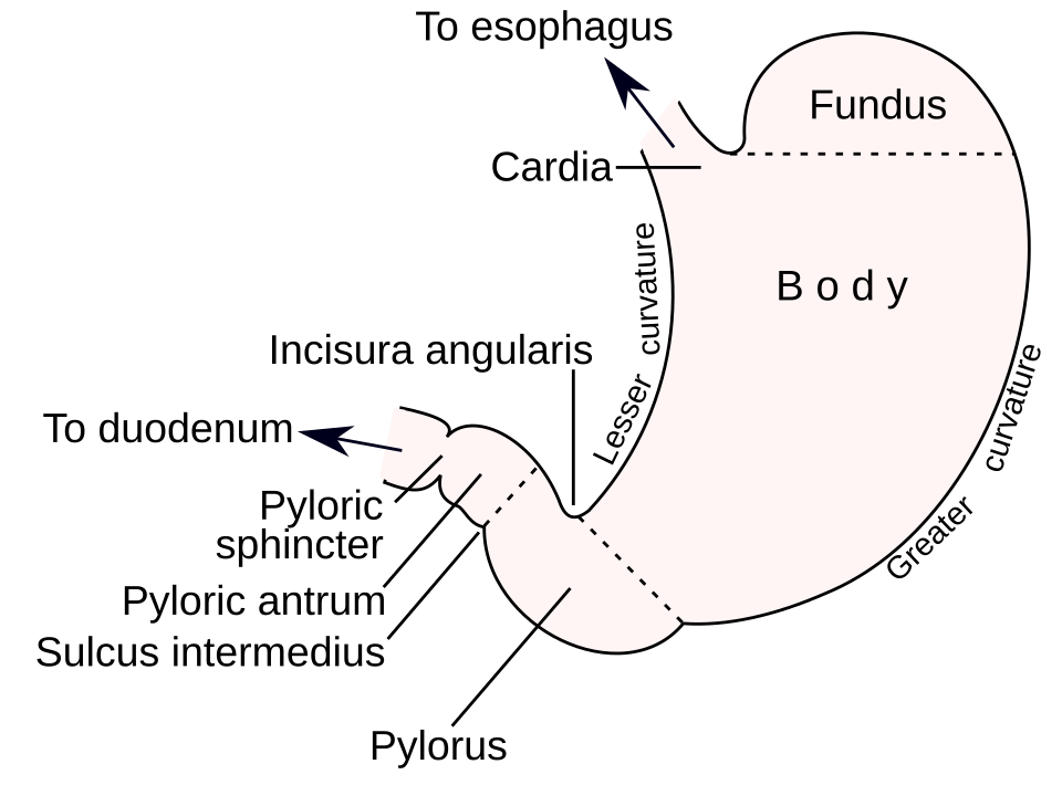 Helicobacter pylori