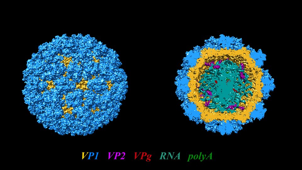 Norovirus