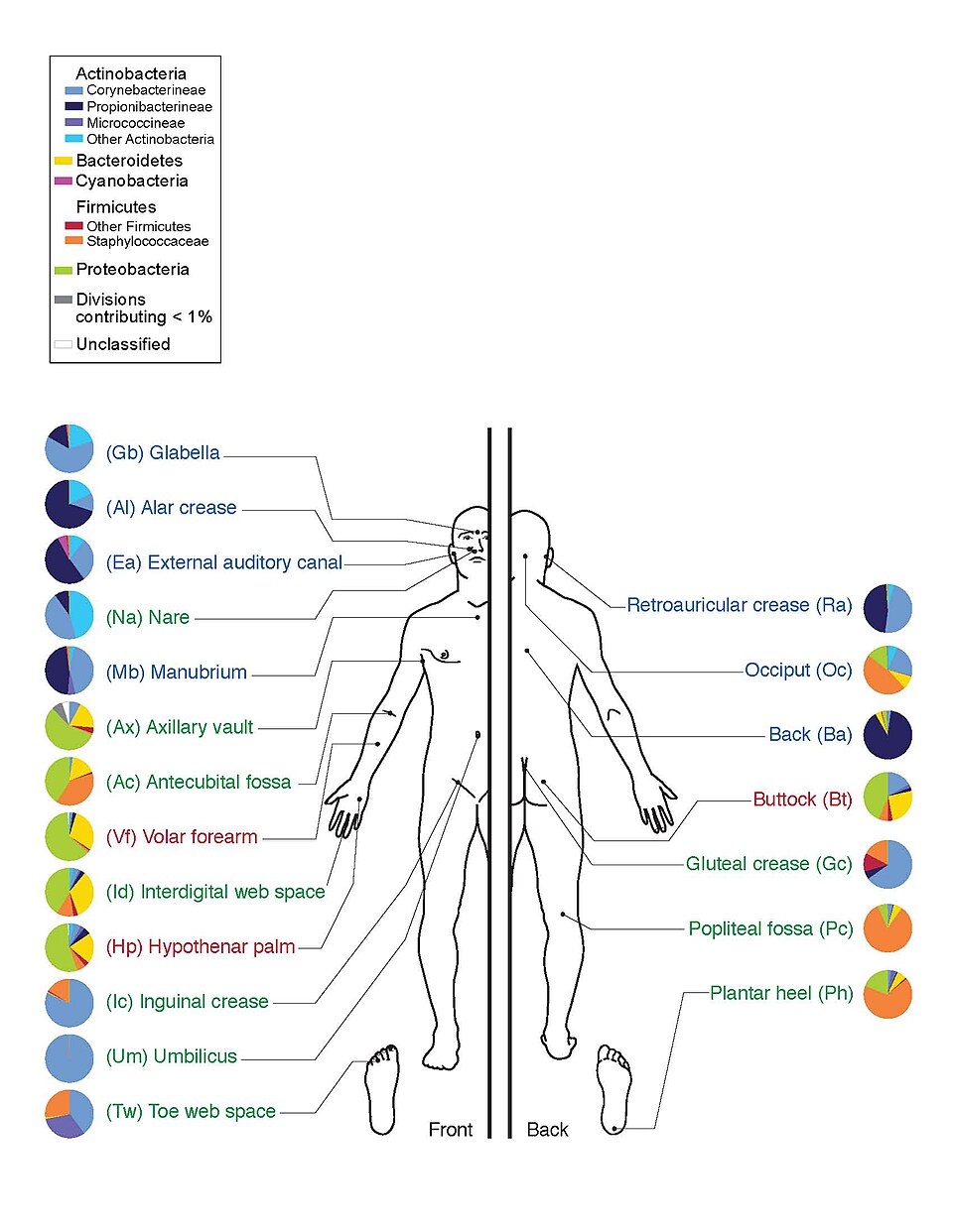 Skin microbiome