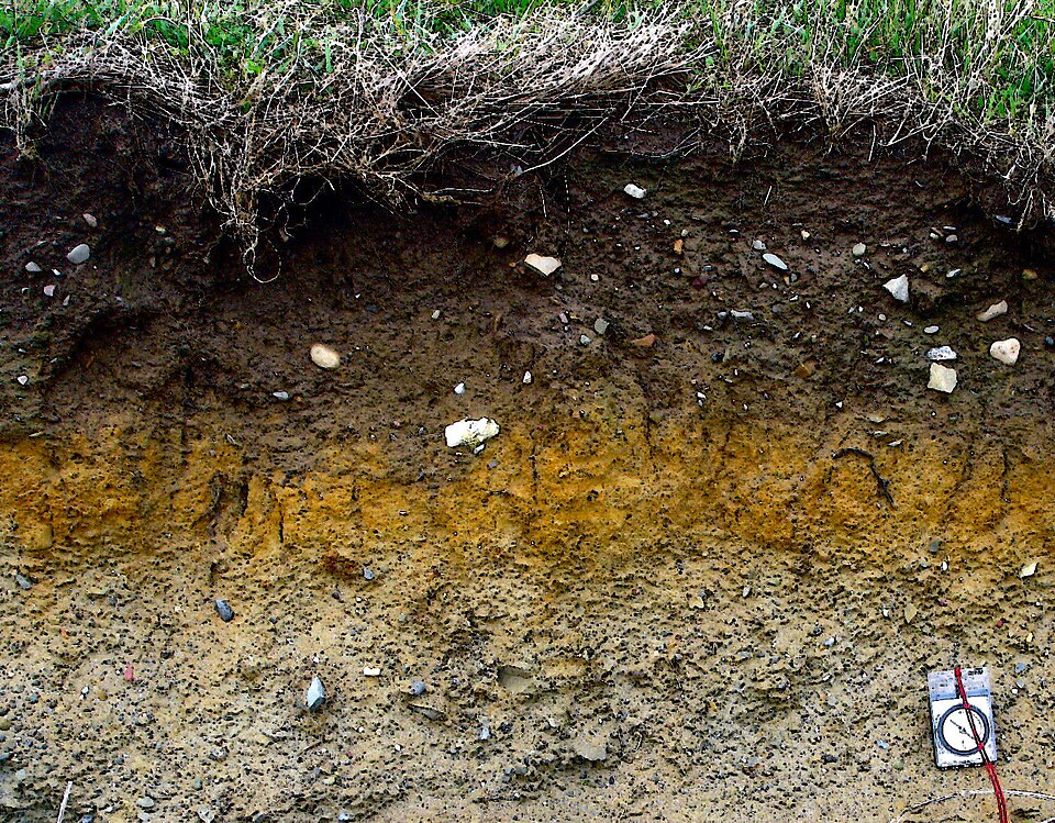 Soil microbes
