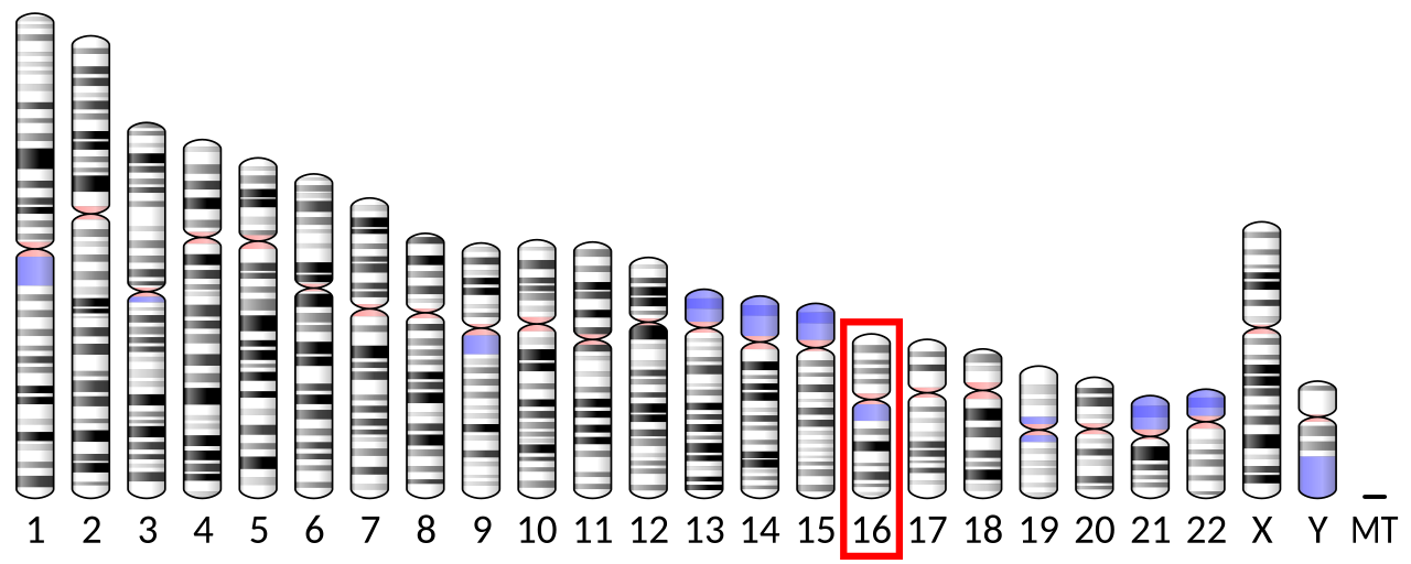 Diagrama relacionado ao traço ABCC11