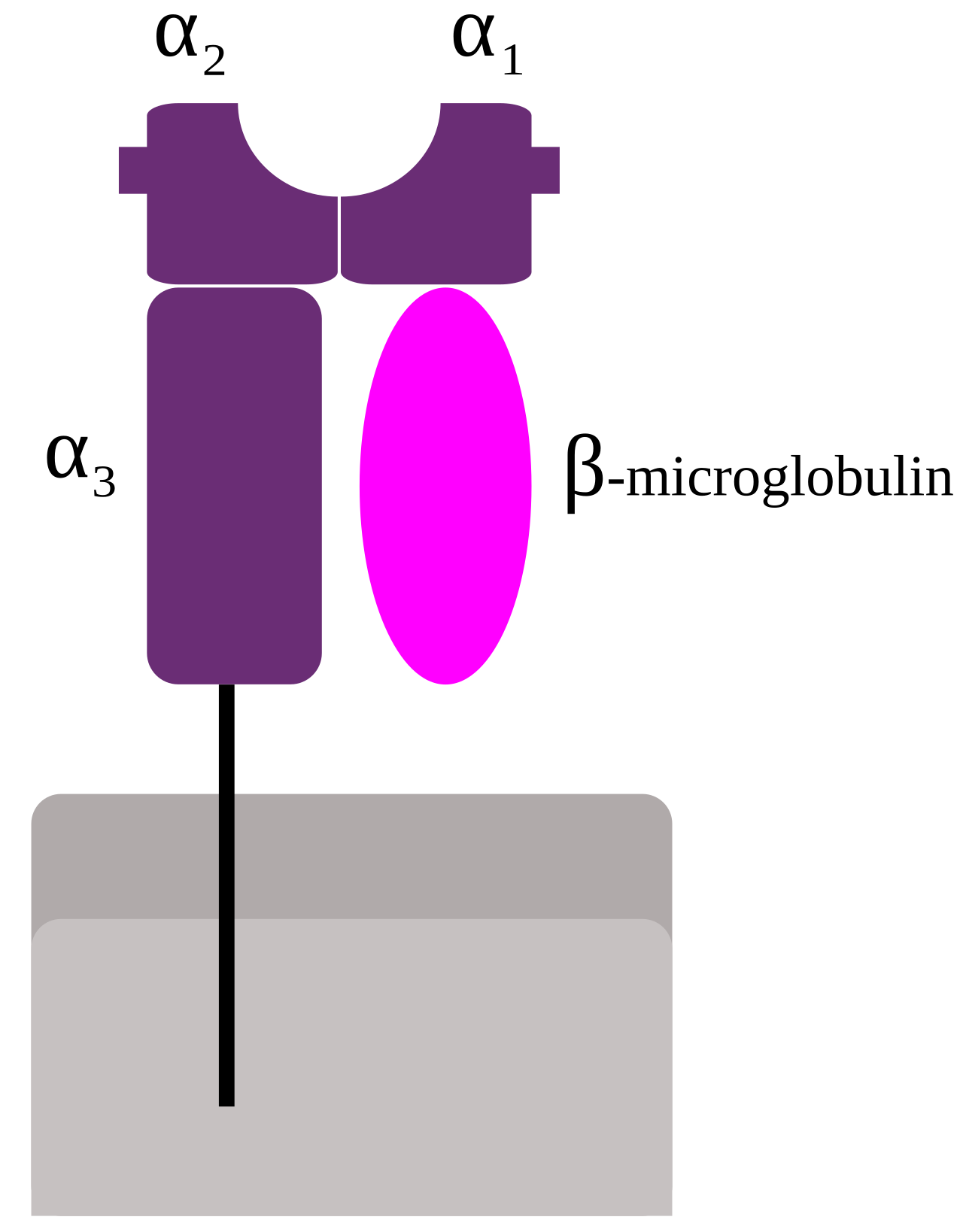 Contexto de diagrama imunológico