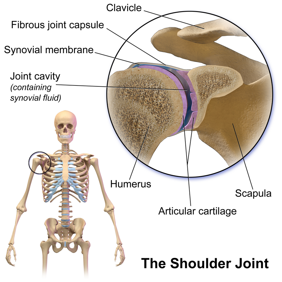 Diagram of the rotator cuff muscles surrounding the shoulder joint