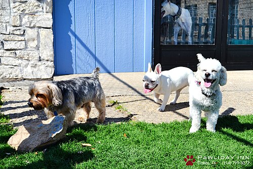 Pet sitting side hustle context