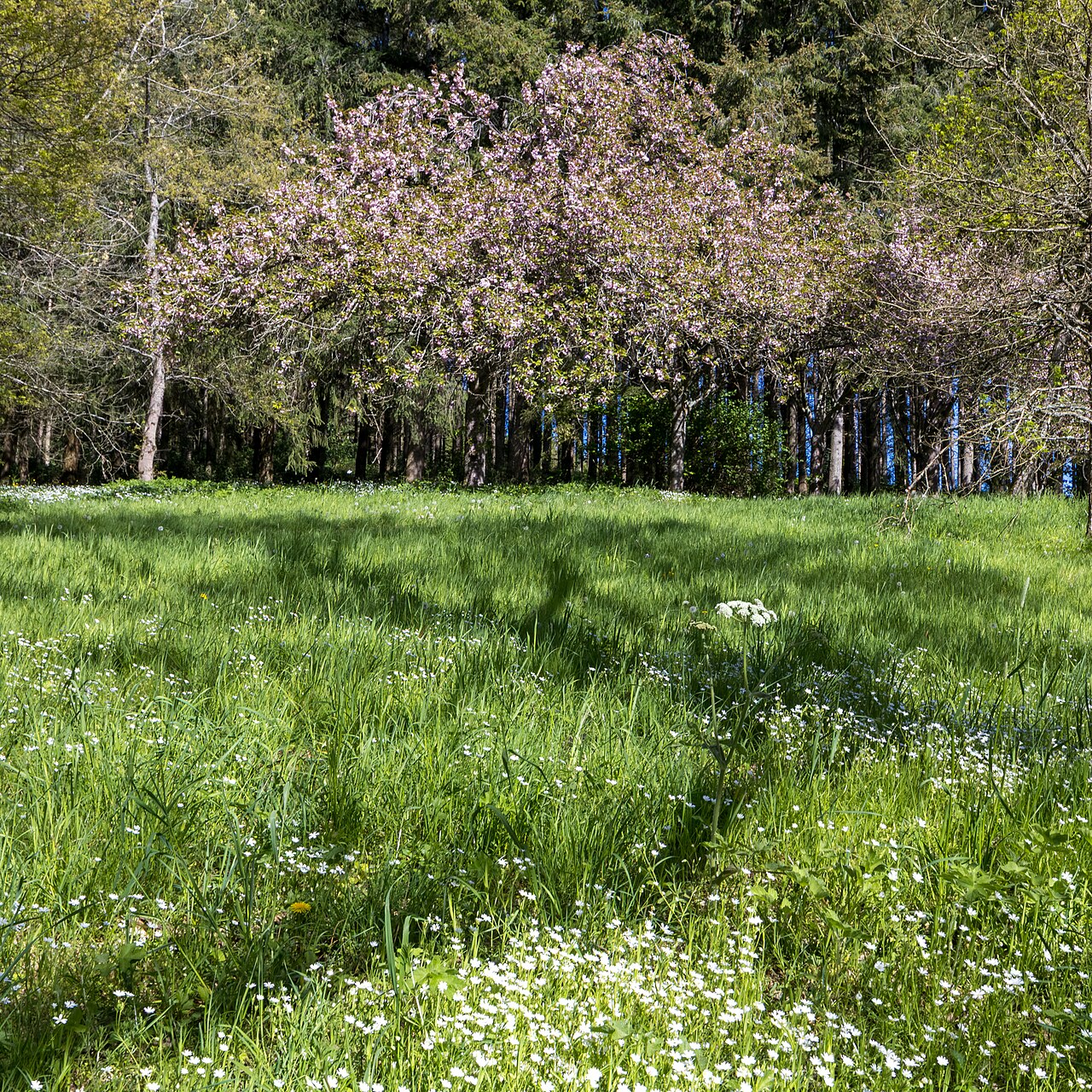 Frühling